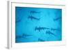 Scalloped Hammerhead Shark-null-Framed Photographic Print