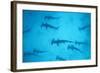 Scalloped Hammerhead Shark-null-Framed Photographic Print