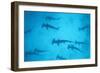 Scalloped Hammerhead Shark-null-Framed Photographic Print