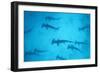 Scalloped Hammerhead Shark-null-Framed Photographic Print