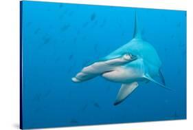 Scalloped Hammerhead Shark-Michele Westmorland-Stretched Canvas