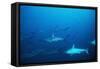 Scalloped Hammerhead Sharks an Amazing Sight-null-Framed Stretched Canvas