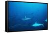 Scalloped Hammerhead Sharks an Amazing Sight-null-Framed Stretched Canvas