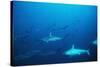 Scalloped Hammerhead Sharks an Amazing Sight-null-Stretched Canvas