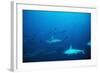 Scalloped Hammerhead Sharks an Amazing Sight-null-Framed Photographic Print