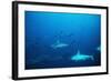 Scalloped Hammerhead Sharks an Amazing Sight-null-Framed Photographic Print