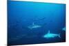 Scalloped Hammerhead Sharks an Amazing Sight-null-Mounted Photographic Print