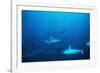 Scalloped Hammerhead Sharks an Amazing Sight-null-Framed Photographic Print