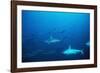 Scalloped Hammerhead Sharks an Amazing Sight-null-Framed Photographic Print