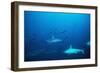 Scalloped Hammerhead Sharks an Amazing Sight-null-Framed Photographic Print