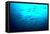 Scalloped Hammerhead Sharks Looking Up to See-null-Framed Stretched Canvas