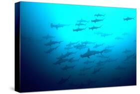 Scalloped Hammerhead Sharks Looking Up to See-null-Stretched Canvas