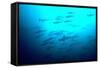 Scalloped Hammerhead Sharks Looking Up to See-null-Framed Stretched Canvas