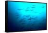 Scalloped Hammerhead Sharks Looking Up to See-null-Framed Stretched Canvas