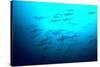 Scalloped Hammerhead Sharks Looking Up to See-null-Stretched Canvas