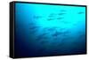 Scalloped Hammerhead Sharks Looking Up to See-null-Framed Stretched Canvas