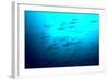 Scalloped Hammerhead Sharks Looking Up to See-null-Framed Photographic Print