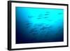 Scalloped Hammerhead Sharks Looking Up to See-null-Framed Photographic Print