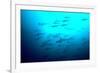 Scalloped Hammerhead Sharks Looking Up to See-null-Framed Photographic Print