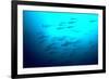 Scalloped Hammerhead Sharks Looking Up to See-null-Framed Photographic Print