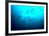 Scalloped Hammerhead Sharks Looking Up to See-null-Framed Photographic Print