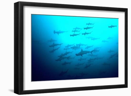 Scalloped Hammerhead Sharks Looking Up to See-null-Framed Photographic Print