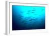 Scalloped Hammerhead Sharks Looking Up to See-null-Framed Photographic Print