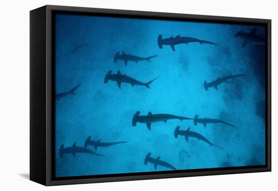 Scalloped Hammerhead Sharks These Sharks Congregate-null-Framed Stretched Canvas