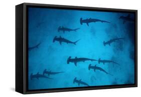 Scalloped Hammerhead Sharks These Sharks Congregate-null-Framed Stretched Canvas