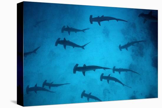 Scalloped Hammerhead Sharks These Sharks Congregate-null-Stretched Canvas