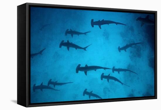 Scalloped Hammerhead Sharks These Sharks Congregate-null-Framed Stretched Canvas