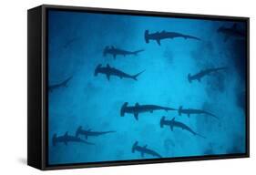 Scalloped Hammerhead Sharks These Sharks Congregate-null-Framed Stretched Canvas