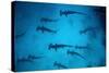 Scalloped Hammerhead Sharks These Sharks Congregate-null-Stretched Canvas