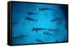 Scalloped Hammerhead Sharks These Sharks Congregate-null-Framed Stretched Canvas