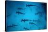 Scalloped Hammerhead Sharks These Sharks Congregate-null-Stretched Canvas