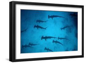 Scalloped Hammerhead Sharks These Sharks Congregate-null-Framed Photographic Print