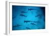 Scalloped Hammerhead Sharks These Sharks Congregate-null-Framed Photographic Print