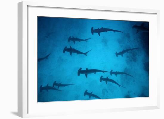 Scalloped Hammerhead Sharks These Sharks Congregate-null-Framed Photographic Print