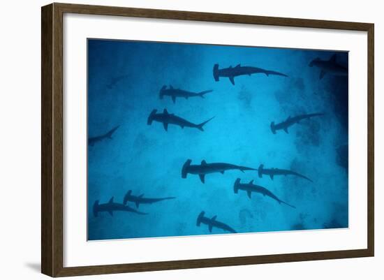 Scalloped Hammerhead Sharks These Sharks Congregate-null-Framed Photographic Print