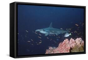 Scalloped Hammerhead-null-Framed Stretched Canvas