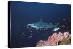 Scalloped Hammerhead-null-Stretched Canvas