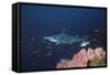 Scalloped Hammerhead-null-Framed Stretched Canvas