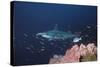 Scalloped Hammerhead-null-Stretched Canvas