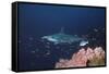 Scalloped Hammerhead-null-Framed Stretched Canvas