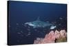 Scalloped Hammerhead-null-Stretched Canvas