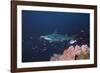 Scalloped Hammerhead-null-Framed Photographic Print