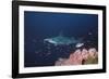 Scalloped Hammerhead-null-Framed Photographic Print