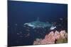 Scalloped Hammerhead-null-Mounted Photographic Print