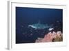 Scalloped Hammerhead-null-Framed Photographic Print