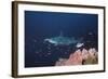 Scalloped Hammerhead-null-Framed Photographic Print